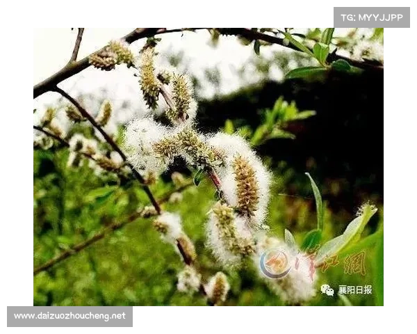卷帘绿魔的奇妙世界:全面解锁神奇植物的养护技巧与秘密 卷帘绿魔的奇妙世界:全面解锁神奇植物的养护技巧与秘密